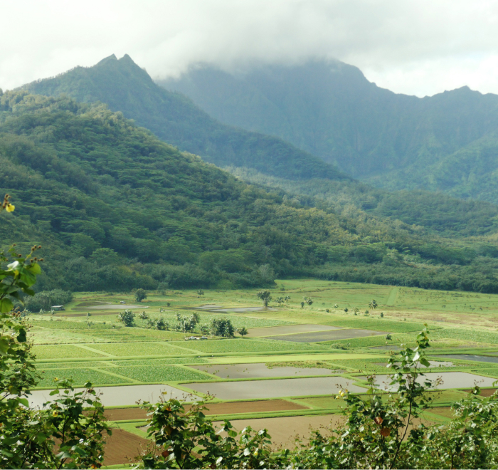 Lush green landscape with rice paddies and mountains under cloudy skies.