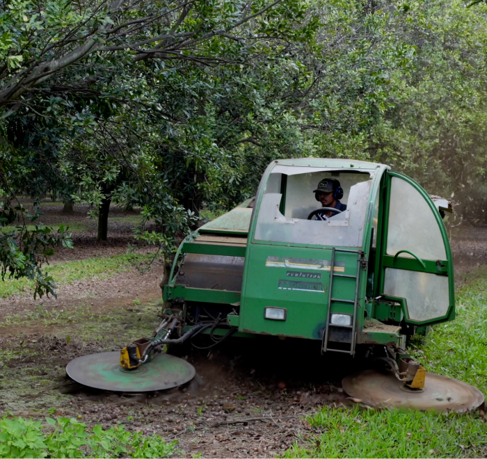 Man operating green agricultural machine under orchard trees.