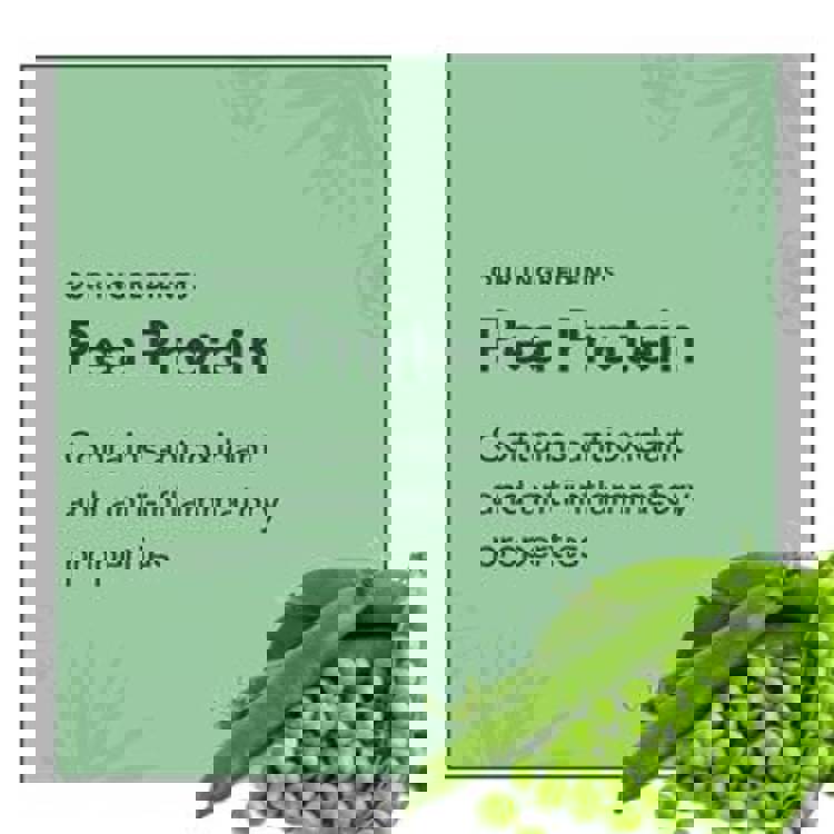 pea protein contains antioxidant and anti-inflammatory properties