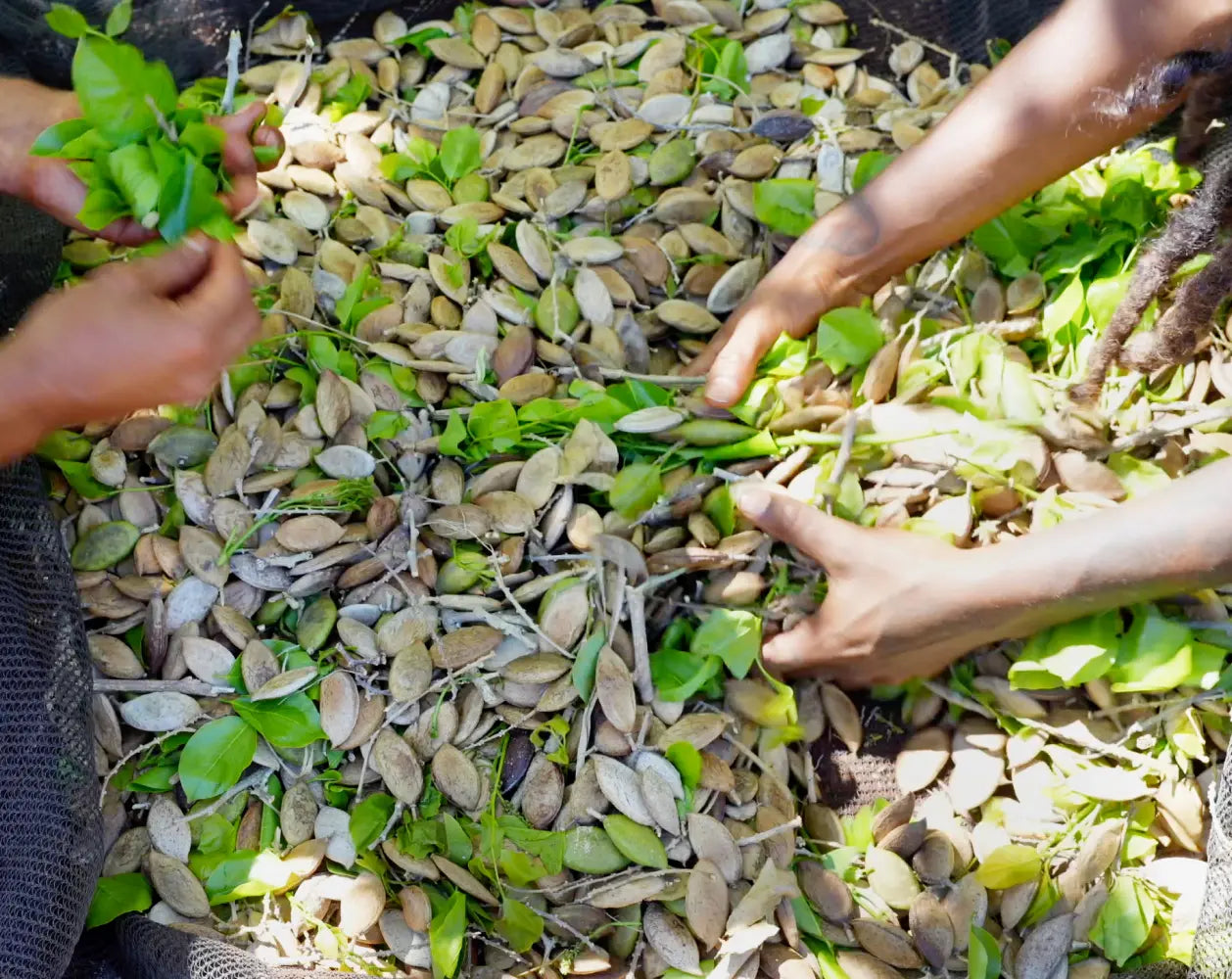 Hands sorting green leaves and seeds on a pile of dried leaves.